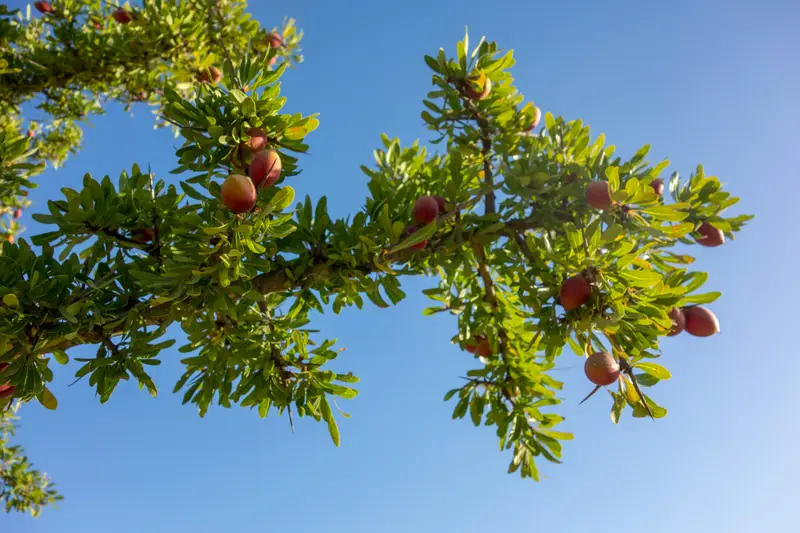Pays de l’argan